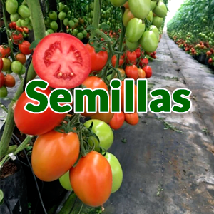 semillas de tomate precio, semillas de tomate para invernadero, variedades de tomate para invernadero