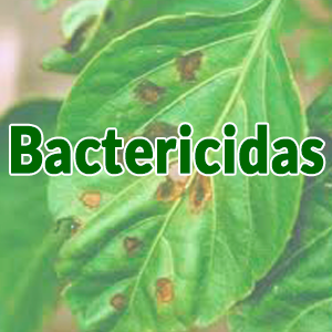 bactericida para tomate, control de bacterias en tomate, mancha bacteriana en tomate