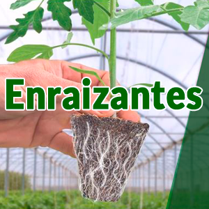 Enraizantes, enraizador, enraizador para plantas