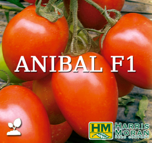 semillas de jitomate, semillas de jitomate para invernadero, semilla anibal f1 tomate harris moran 