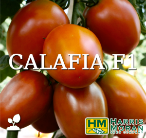 semillas tomate, semillas de jitomate, semilla de tomate saladette, semilla calafia f1 harris moran